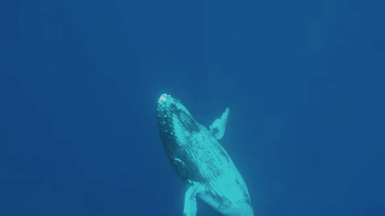 Clicks, buzzing and bubbles: What it feels like to hear a whale singing.