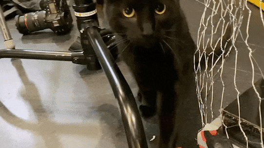 Black cats & cameras - how to herd a feline into a photo-shoot