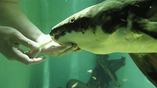 Methuselah the Australian lungfish could be the oldest living fish in captivity in the world.