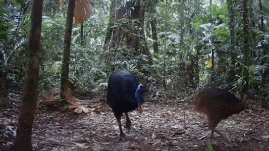 Endangered cassowaries live in the rainforest.