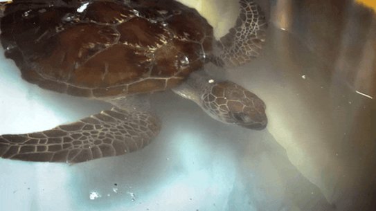 Turtles gif