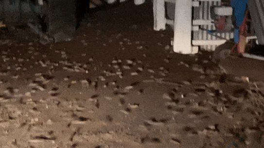 Emma Nalder watches from her verrandah in Coonamble as mice swarm her property.