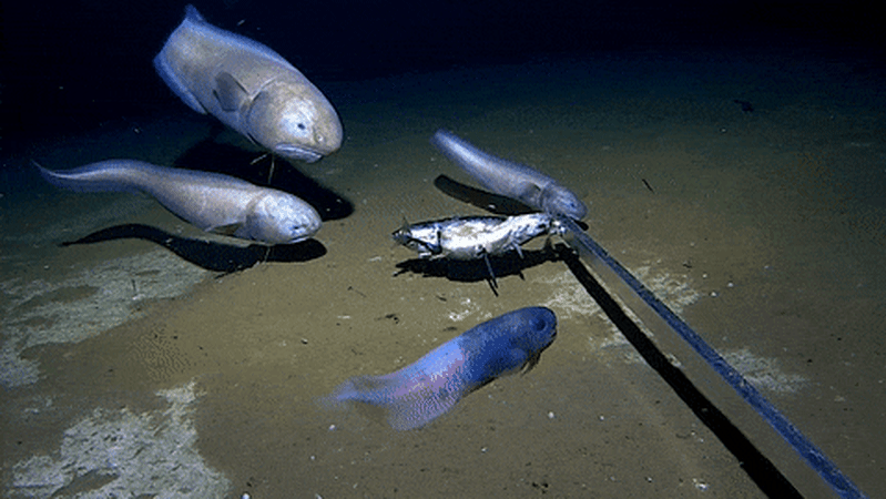 deep sea fishing underwater camera