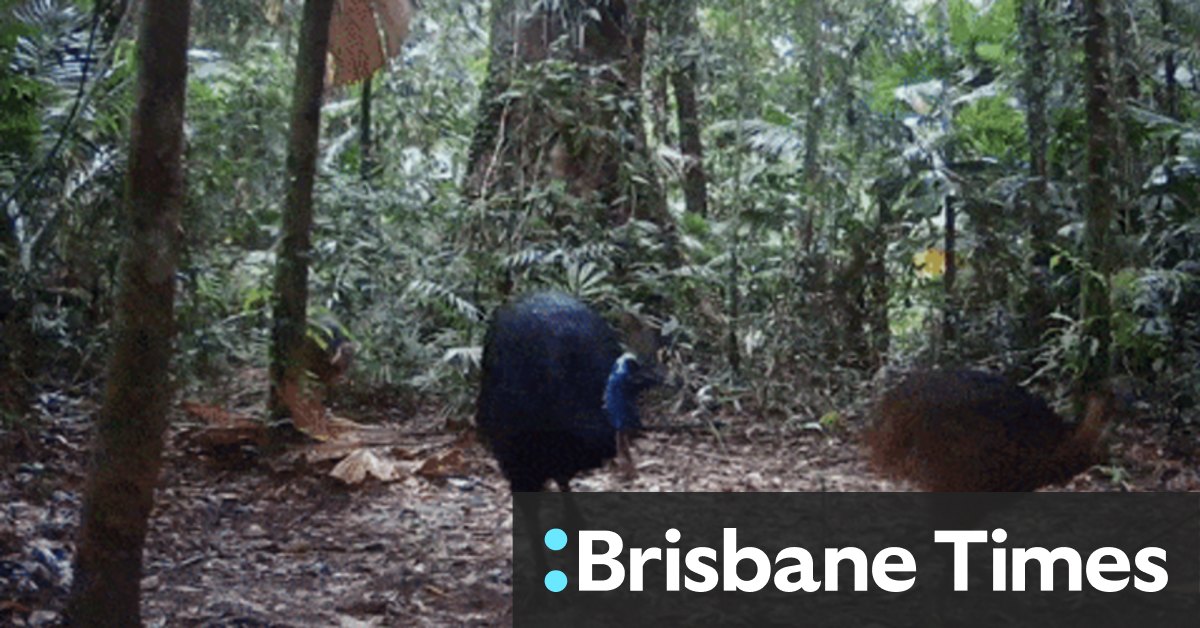 Daintree Rainforest dispute over charities buying land - Vimarsana News