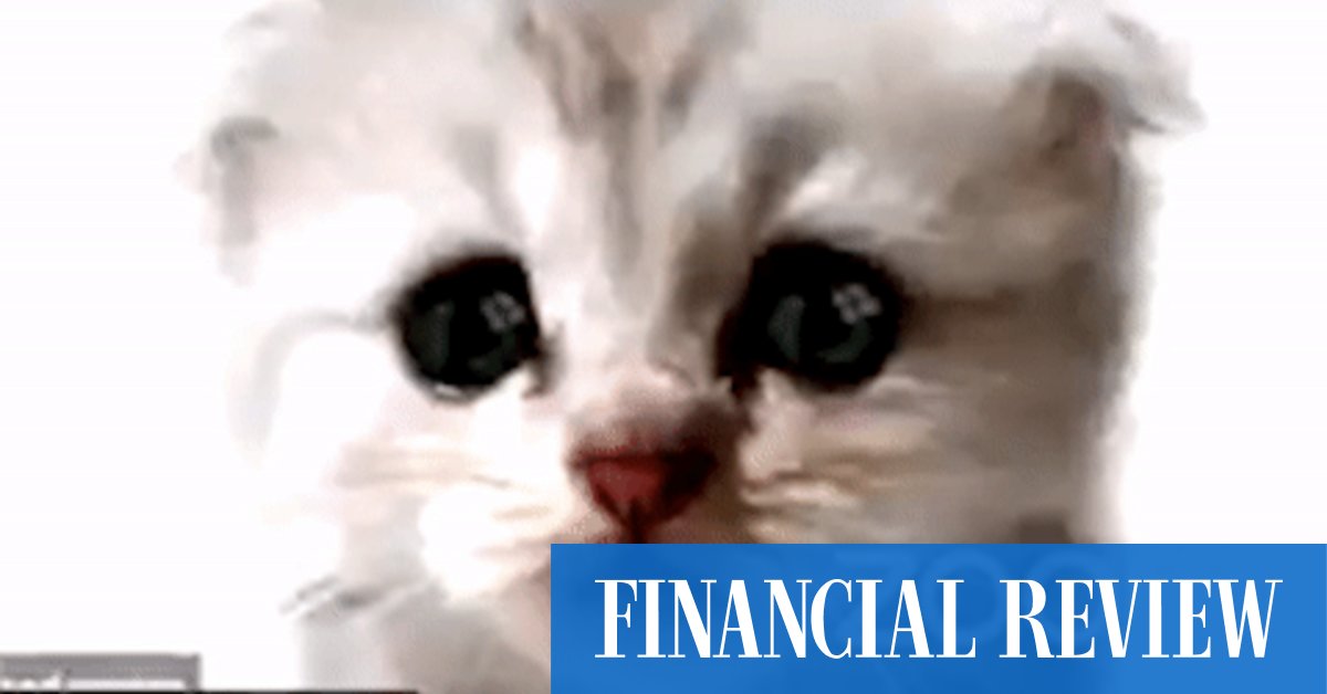 How to turn the cat filter on (and off) in Zoom - Vimarsana News