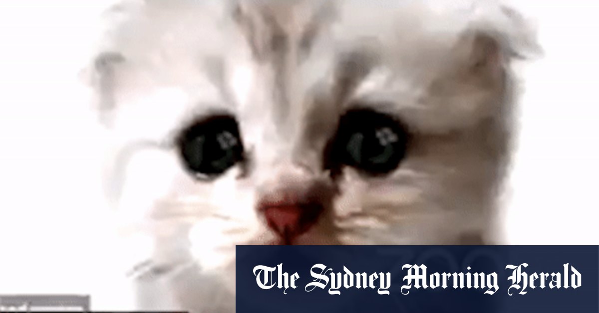 Cat Filter Makes Lawyer Look Like Fluffy White Kitten In Court