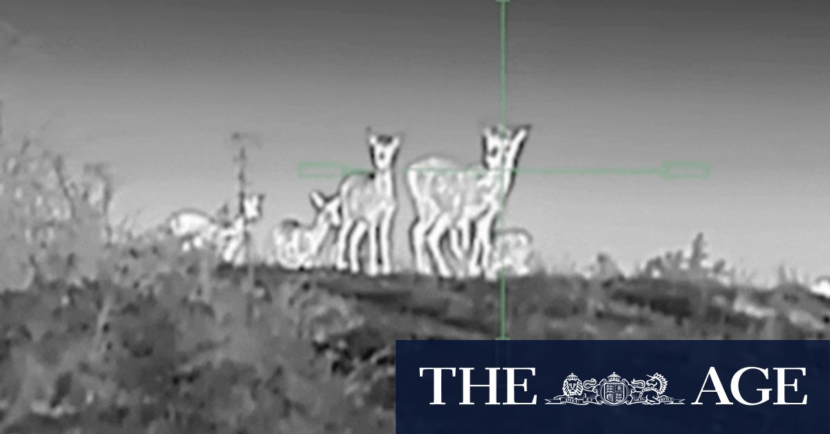 Environment and biodiversity: Victoria's feral deer population booms as push to control numbers gains momentum - Vimarsana News