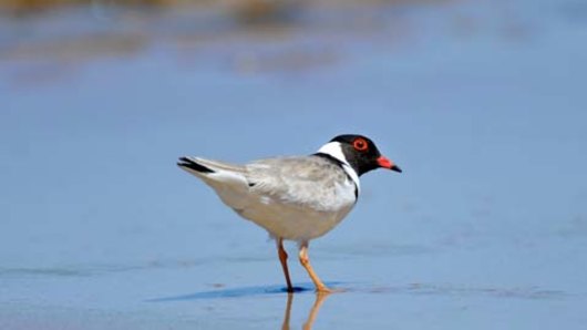 Hooded plover experts say  the Belfast Coastal Reserve is the most significant part of the threatened bird's range. 