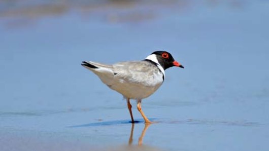 Hooded plover expert Grainne Maguire said the Belfast Coastal Reserve was the most significant part of the threatened bird's range. 