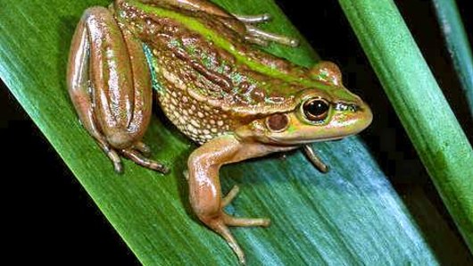 The endangered growling grass frog is found along the Merri Creek.