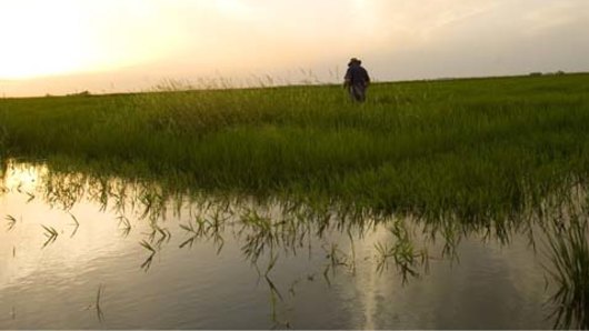 Rice farming