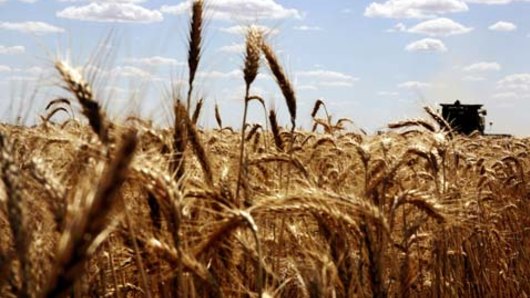 While other states suffer with drought, WA wheat crops benefited from rain.