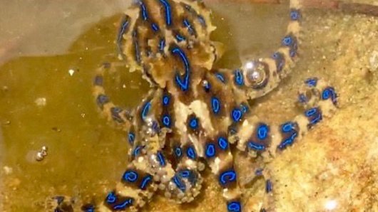 Blue-ringed octopuses range from about four to six centimetres long, with arms reaching lengths of seven to 10 centimetres.