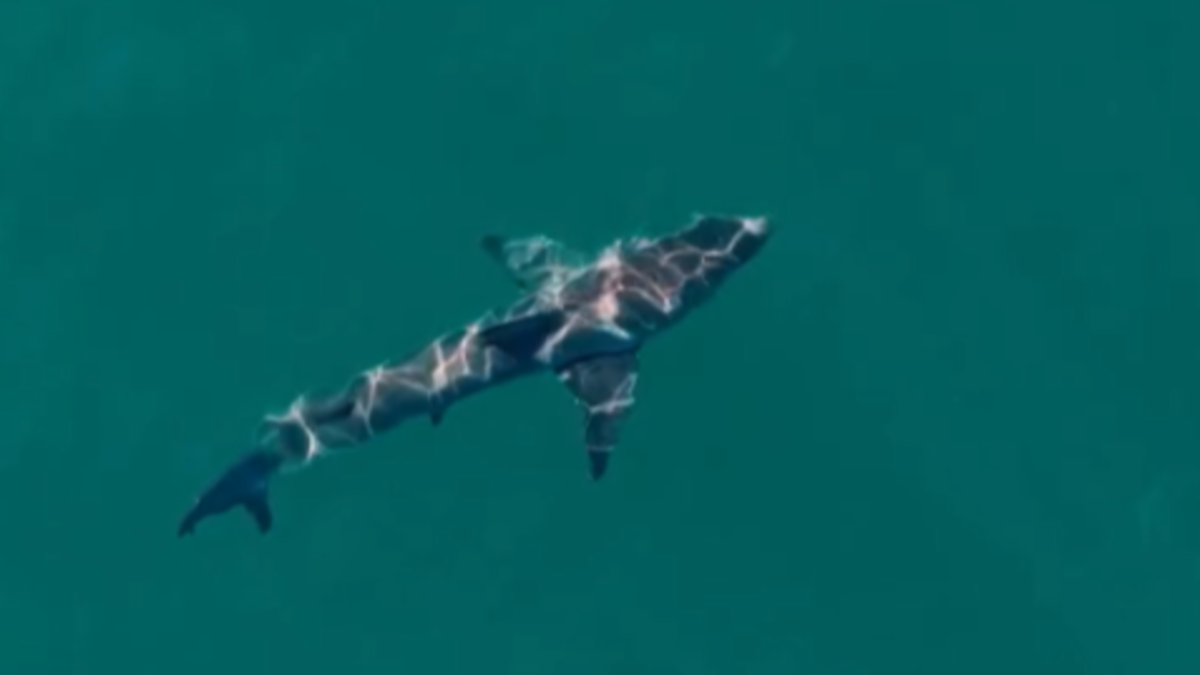 White sharks can strike ‘anywhere, anytime’. But there is a danger zone