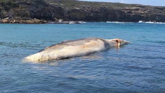 The whale carcass floats upside down in the water off Wattamolla Beach in the Royal National Park on Sunday.