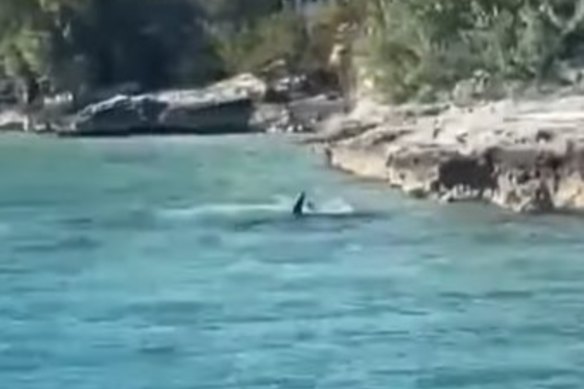 The dog jumped in and paddled after the four-meter shark in the Bahamas.