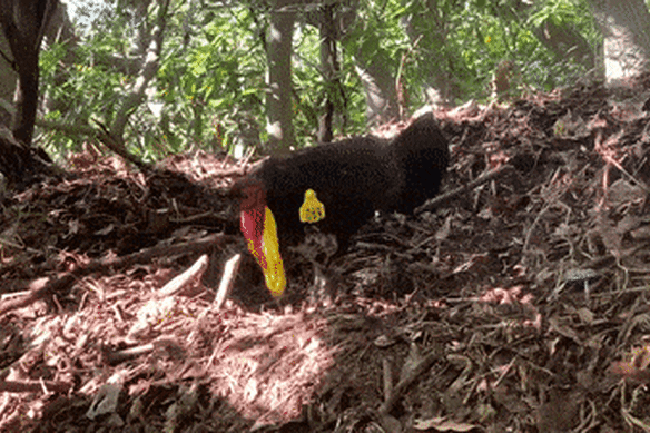 A brush turkey making a mound in Mosman.