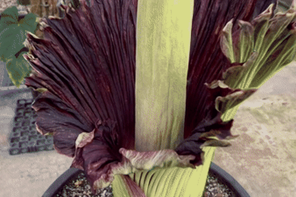 The second corpse flower – a genetic clone of Putricia – attracts flies with her deathly fragrance.