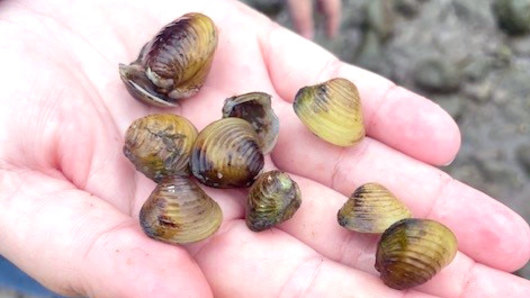 The freshwater gold clam is considered a pest and has been found in the Brisbane River.