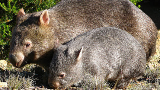 There are high hopes the  invention could play a key role in saving bare-nosed wombats from extinction.