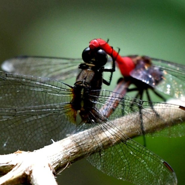 Campbell Paine also photographs a number of other species, including dragonflies.