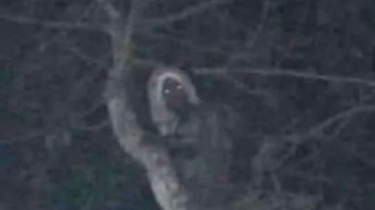 The elf posted on Mexican President Andrés Manuel López Obrador’s Twitter account.