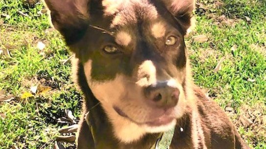 This old dog knows the secrets to growing old.