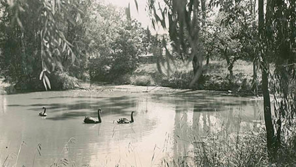 The Domain Creek pond in the mid-1900s.