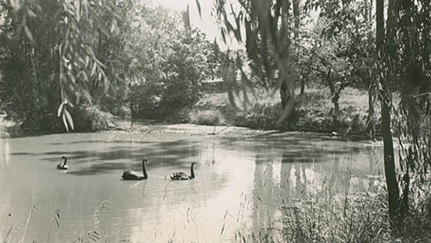 The Domain Creek pond in the mid-1900s.