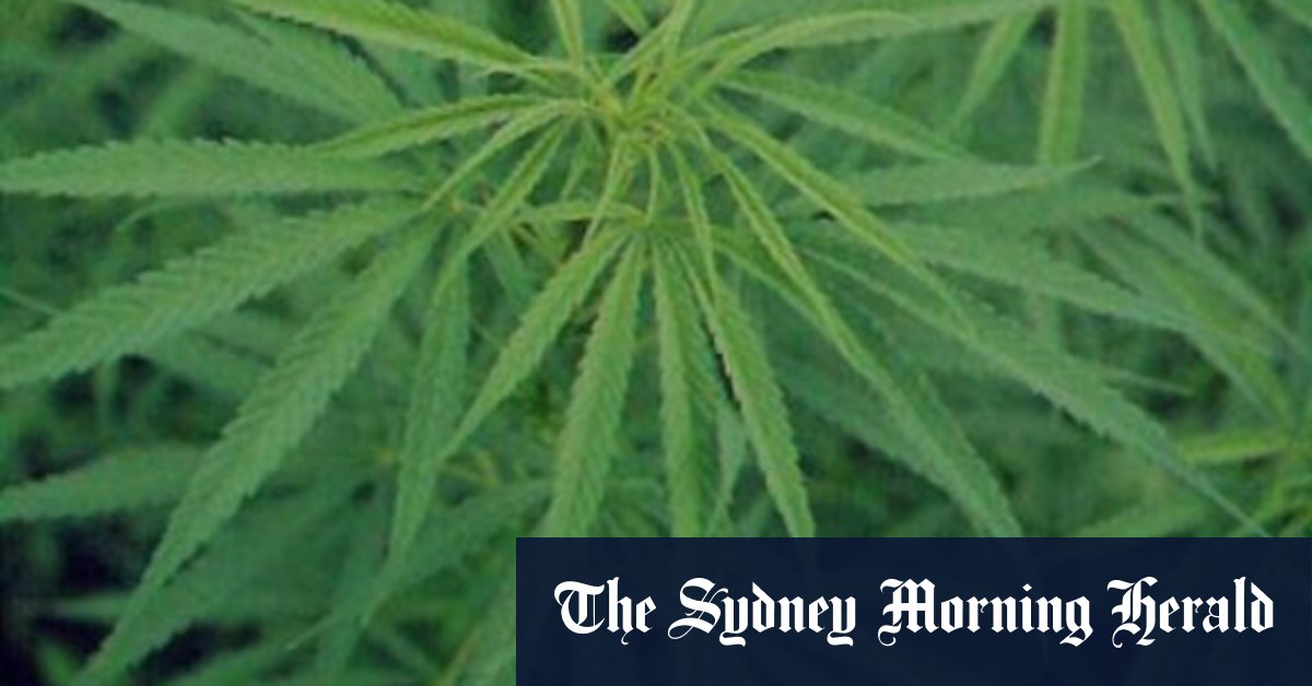 Voices raised against Minns government’s go-slow on cannabis reform