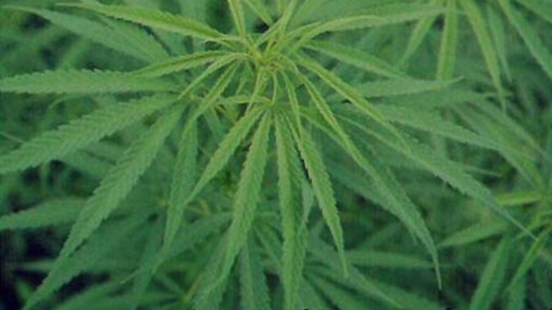 Voices raised against Minns government’s go-slow on cannabis reform
