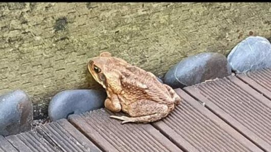 The Coogee cane toad on the hop in Mount Street.