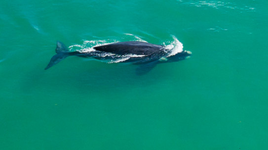 A southern right whale which has entered Wallis Lake near Forster now has special protection under a special issue ordered by the NSW government.