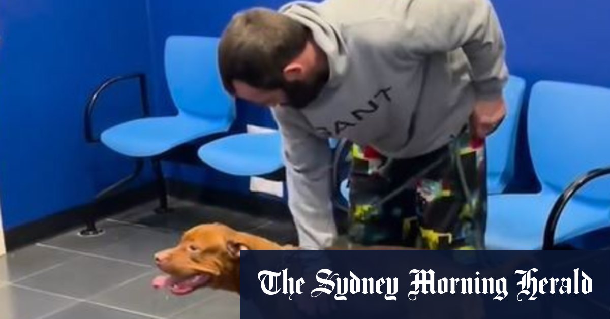 Pit Bull terrier Baxter reunited with owner after being allegedly stolen - Vimarsana News