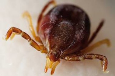 The Ixodes holocyclus, commonly known as a paralysis tick, increases in number when the weather warms up.