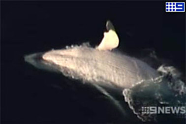 Australia’s beloved great white whale Migaloo was a no show again in 2022, but have we seen the last of the gentle giant?