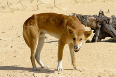 The dingo has been spotted several times. 