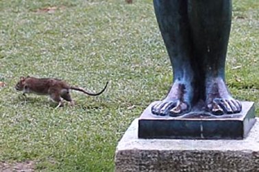 A rat runs next to a Maillol statue in The Tuileries gardens of the Louvre Muesum in Paris.
