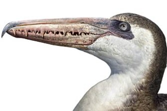 An artist’s impression of a pelagornis - a giant prehistoric bird with a six-metre wing span and serrated beak.