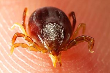 Ticks are increasing in number again as the weather warms up. 
