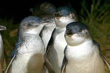 Emergency service workers will receive free entry for a limited time to attractions including the Phillip Island penguin parade.