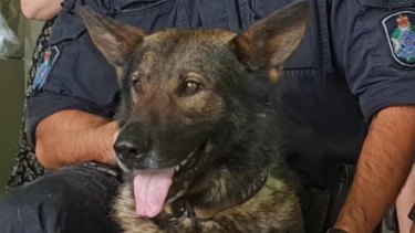 Police dog Kaos was stabbed during the arrest of two men in Brisbane's north. 