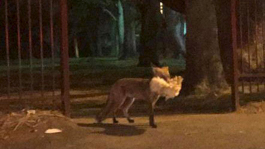 The fox, spotted crossing Victoria Road in Ryde, on Saturday night.