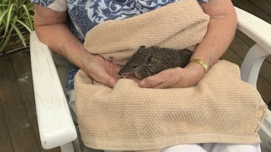 This quenda had a lucky rescue after trying to drink from a backyard pool. 