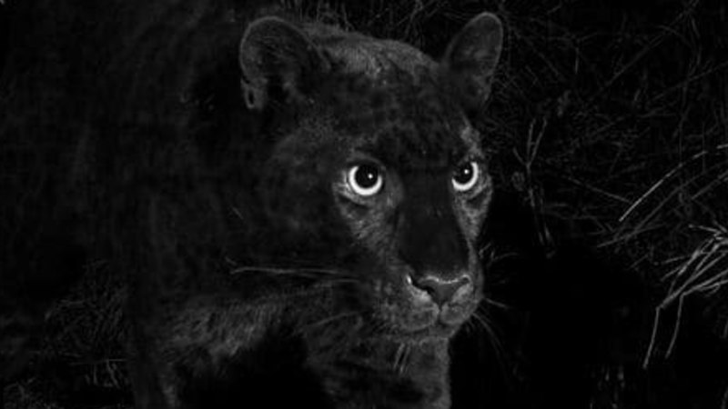 rare black leopard