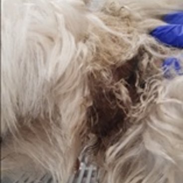 rspca shock collars