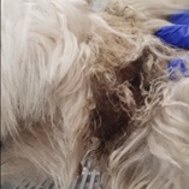 Rspca shock collars discount