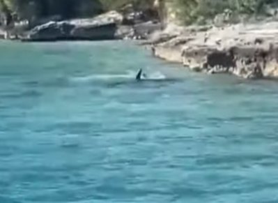 ‘Get out baby!’: Dog v shark standoff wows tourists on Bahamas boat tour