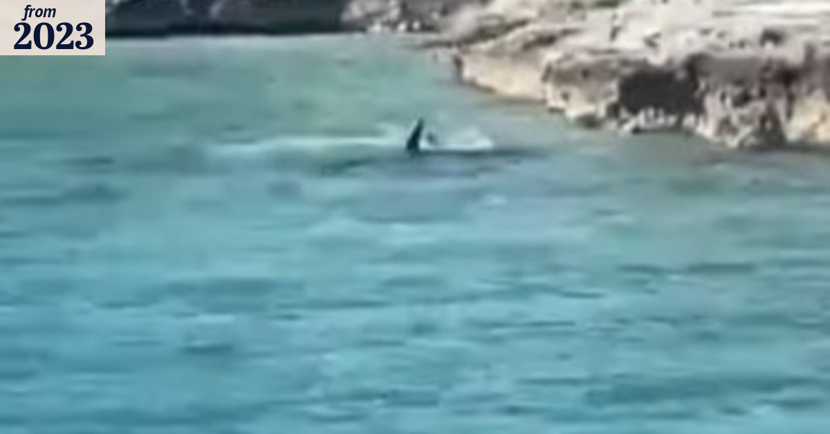 Dog v shark standoff wows tourists on Bahamas boat tour
