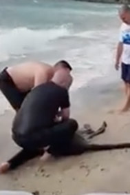 Police rescue a kangaroo which jumped into the waters at Safety Beach. 